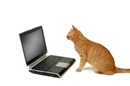 cat sitting looking at laptop